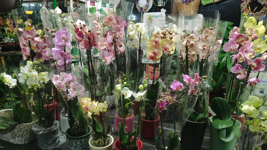 Ανθοπωλείο - Φυτώριο