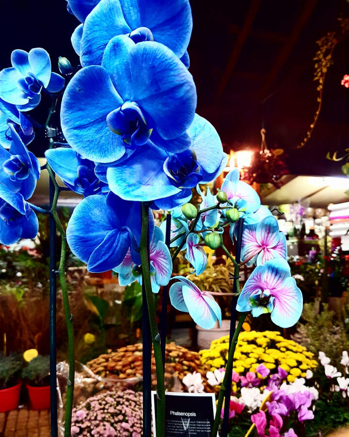 Ανθοπωλείο - Φυτώριο